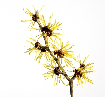 The witch hazel in the framework of the tools