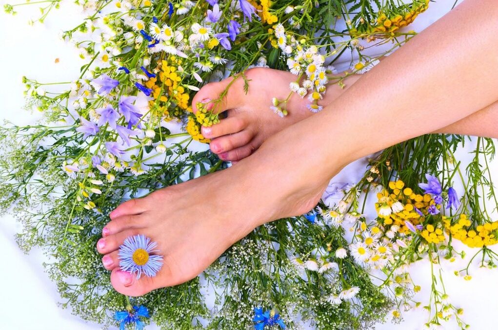 Herbs of varicose veins