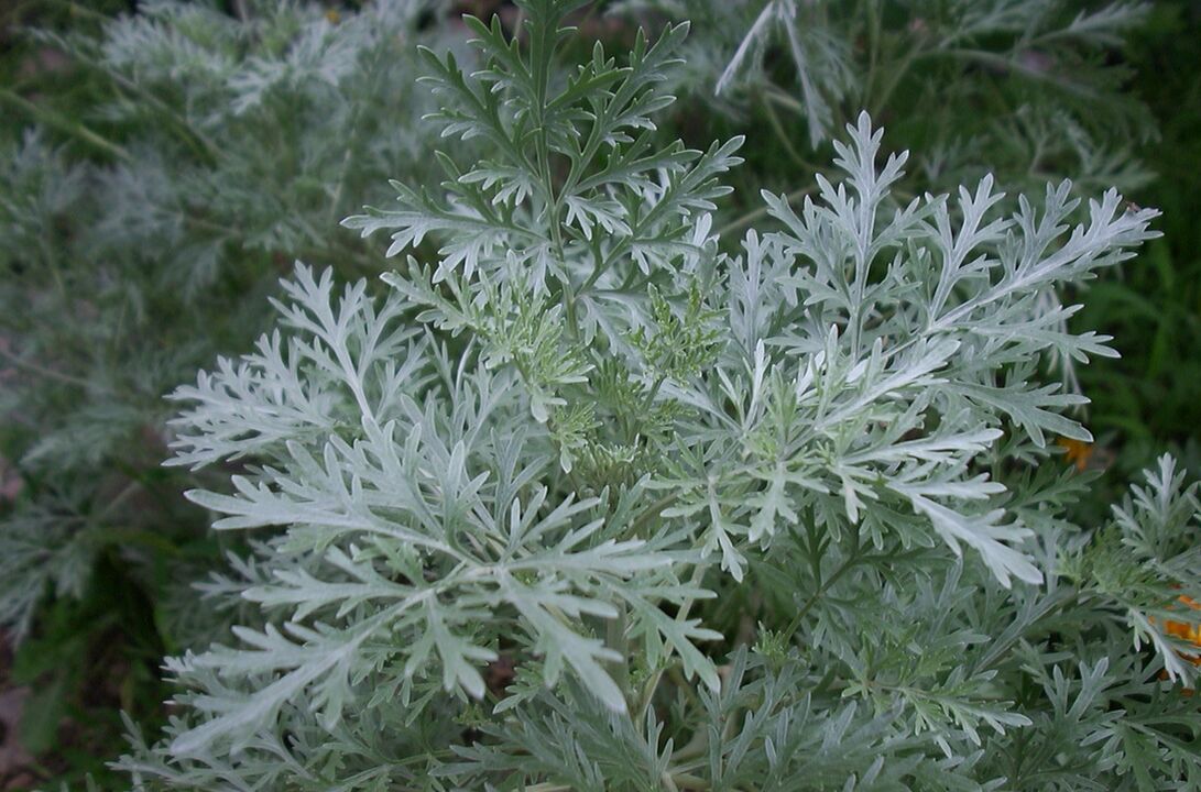 Wormwood against varicose veins